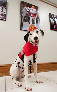 Photo of Molly the Fire Safety Dog